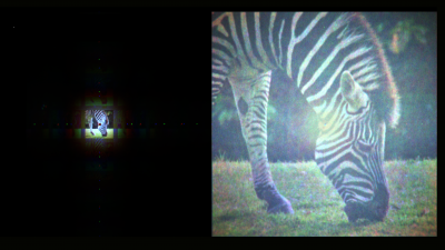 At left a very small and fuzzy image of a zebra. At right, a large clear image of a Zebra. 