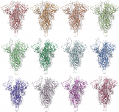 colorized atomic models of SARS-CoV-2 spike protein