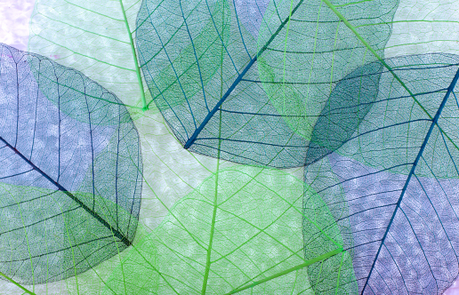 decorative image of leaves